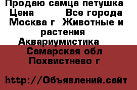 Продаю самца петушка › Цена ­ 700 - Все города, Москва г. Животные и растения » Аквариумистика   . Самарская обл.,Похвистнево г.